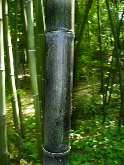 Black Bamboo Stem
